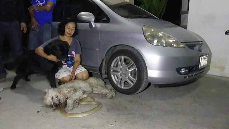 ปกป้องเจ้านาย