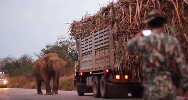 ช้างสีดอ