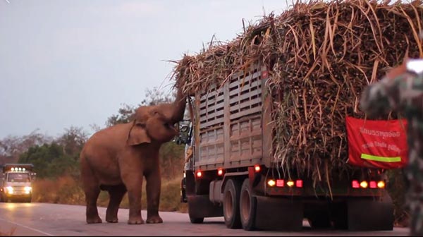 ช้างสีดอ