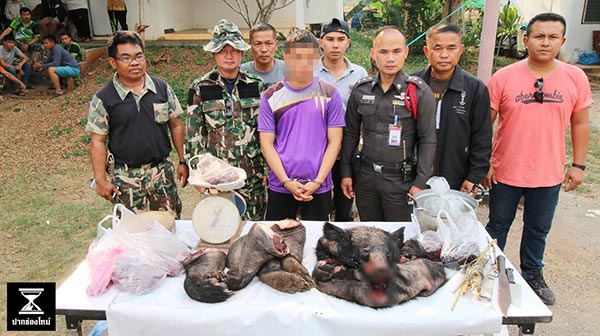 ชำแหละหมีควาย