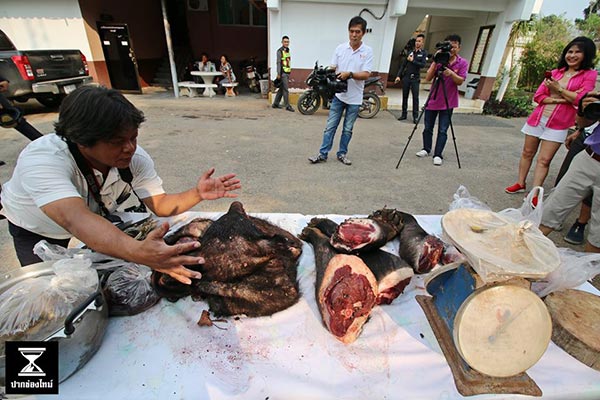 ชำแหละหมีควาย