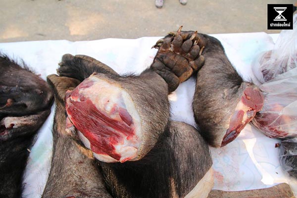 ชำแหละหมีควาย