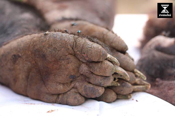 ชำแหละหมีควาย