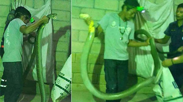 กู้ภัยจับงู