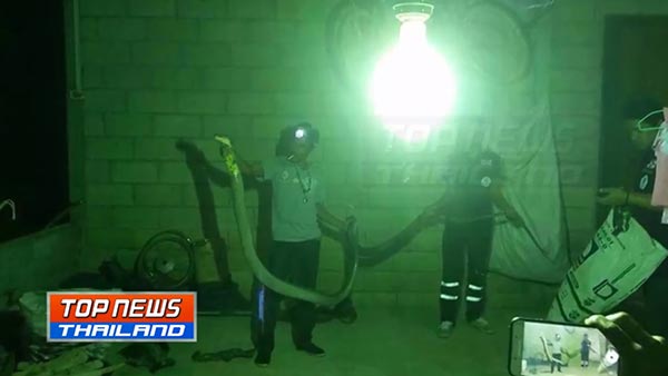 กู้ภัยจับงู