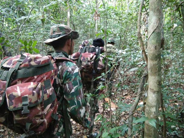 ช้างถูกกระบะชน