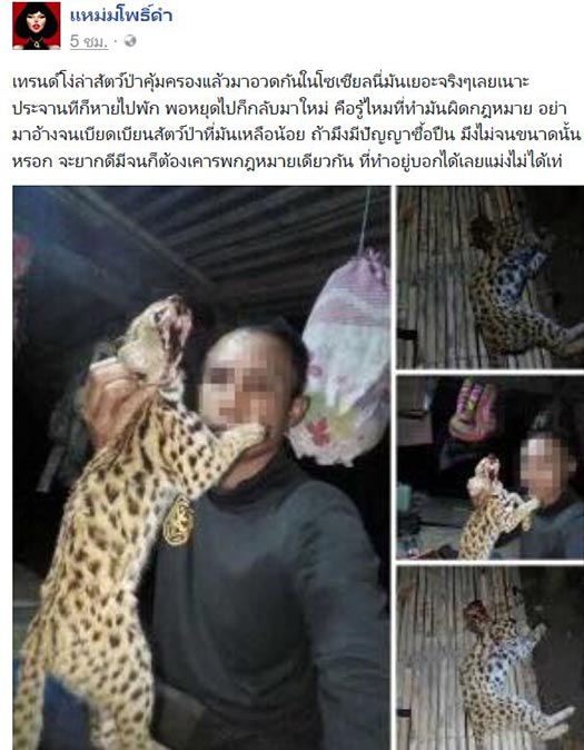 ล่าเสือปลา