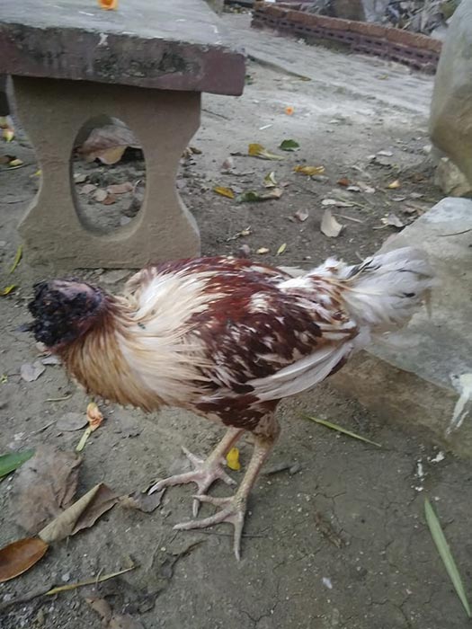 ไก่หัวขาด