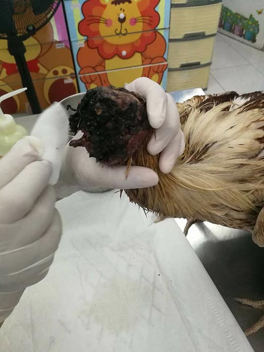 ไก่หัวขาด