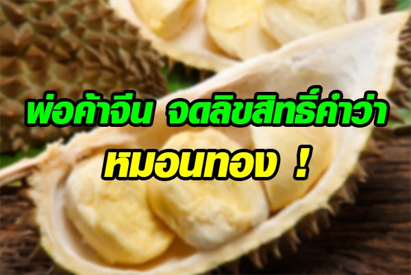 หมอนทอง