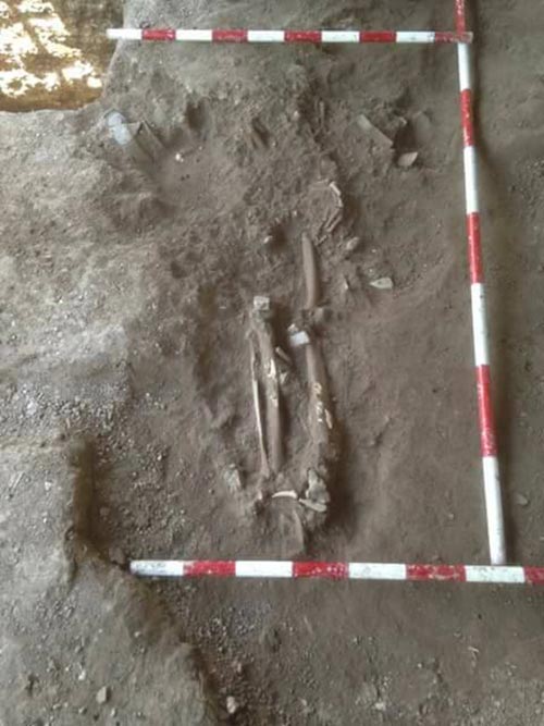 กะโหลกฟอลคอน