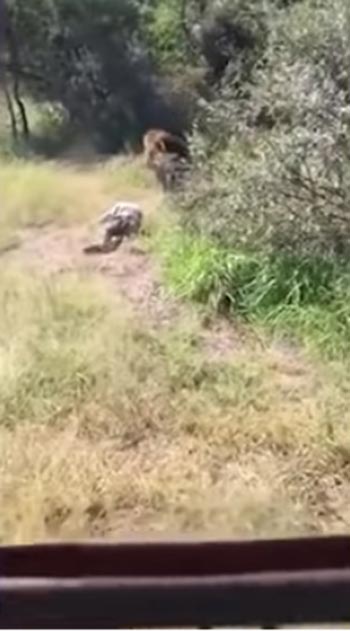 สิงโตกัดคน