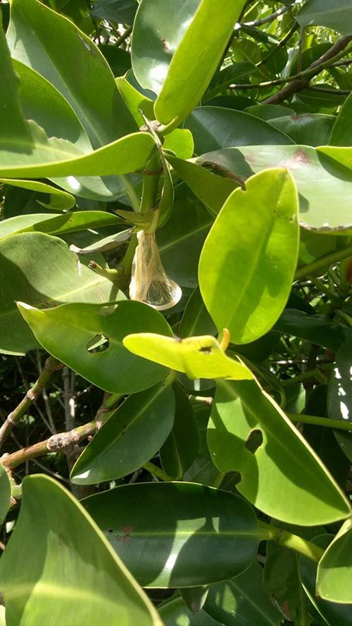 คลิปชักว่าว