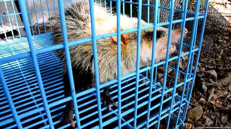 หนูเหม็น