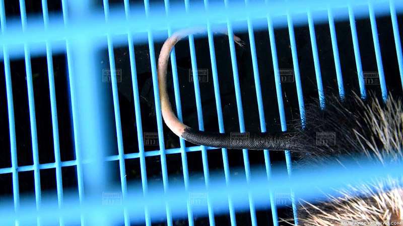 หนูเหม็น