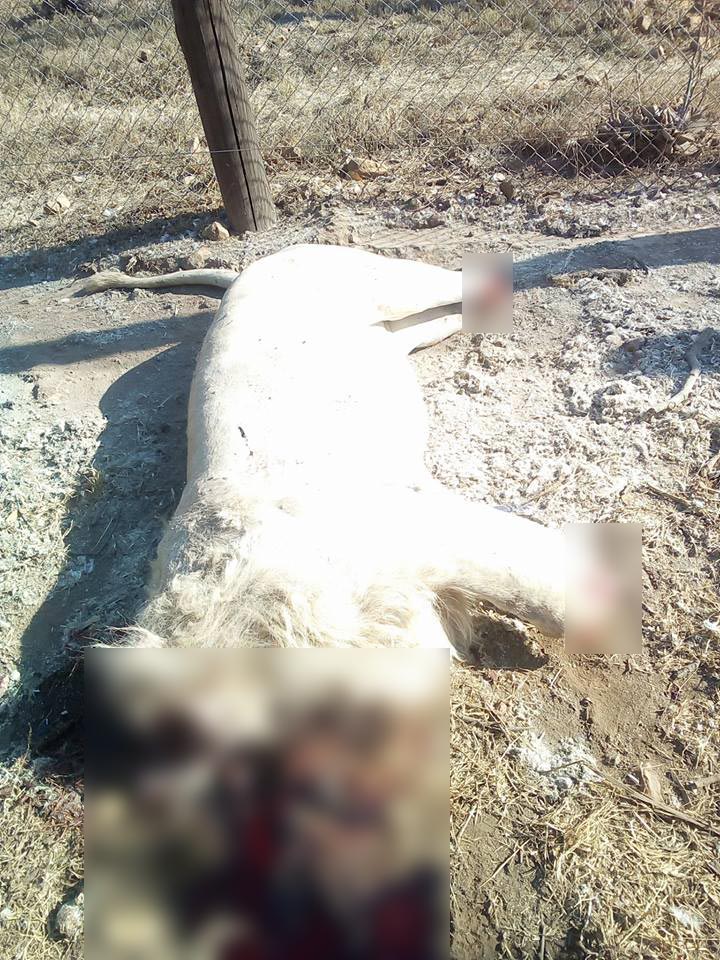 ฆ่าตัดคอสิงโต