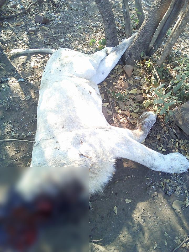 ฆ่าตัดคอสิงโต