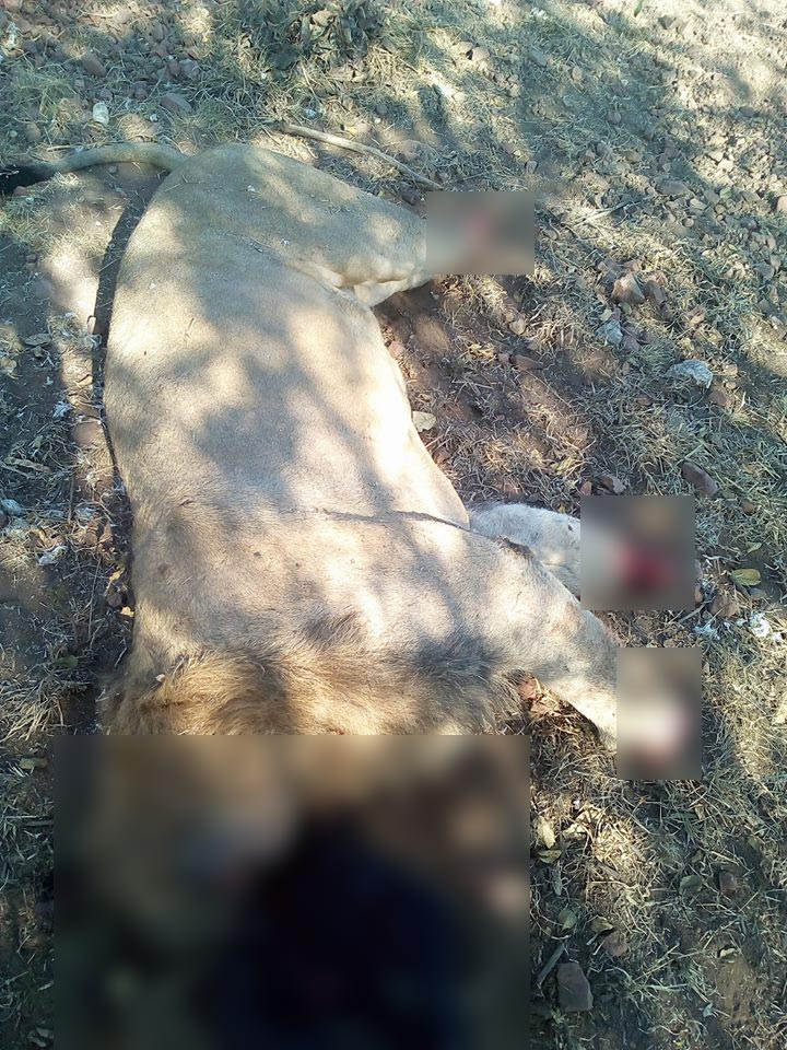 ฆ่าตัดคอสิงโต