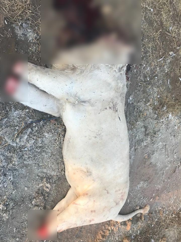 ฆ่าตัดคอสิงโต