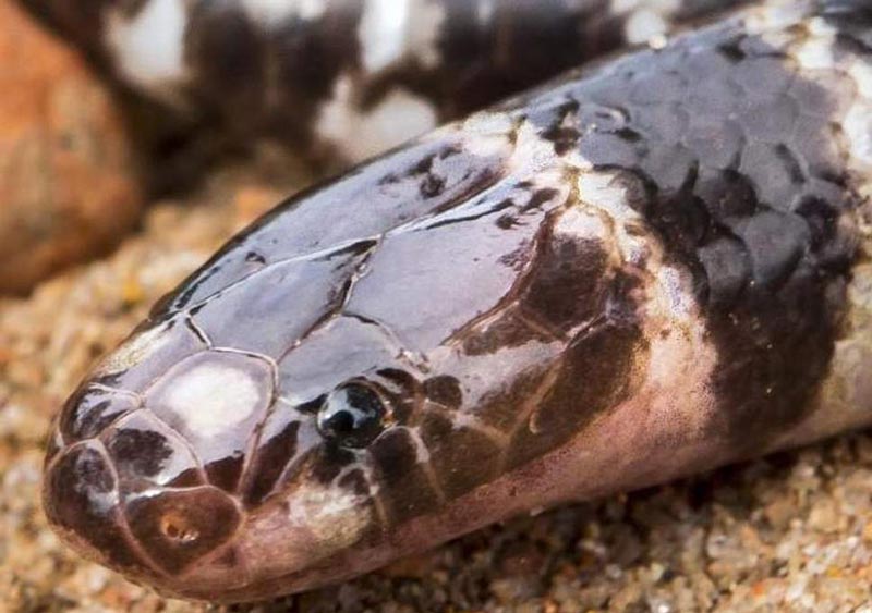 งูสายพันธุ์ใหม่