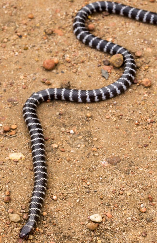 งูสายพันธุ์ใหม่