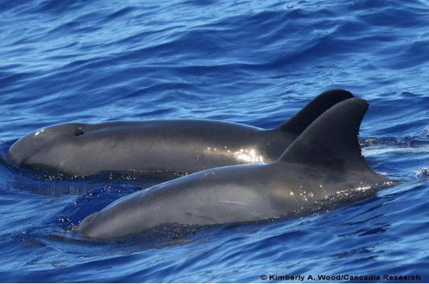 ลูกครึ่งวาฬโลมา