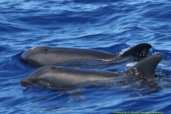 ลูกครึ่งวาฬโลมา