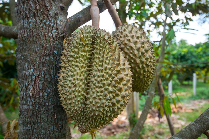 ทุเรียนไทย