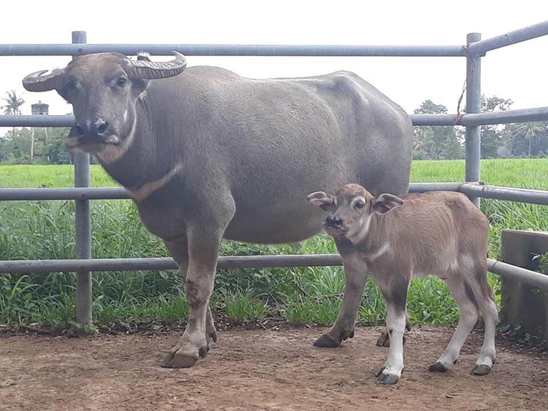 ลูกควายหลอดแก้ว