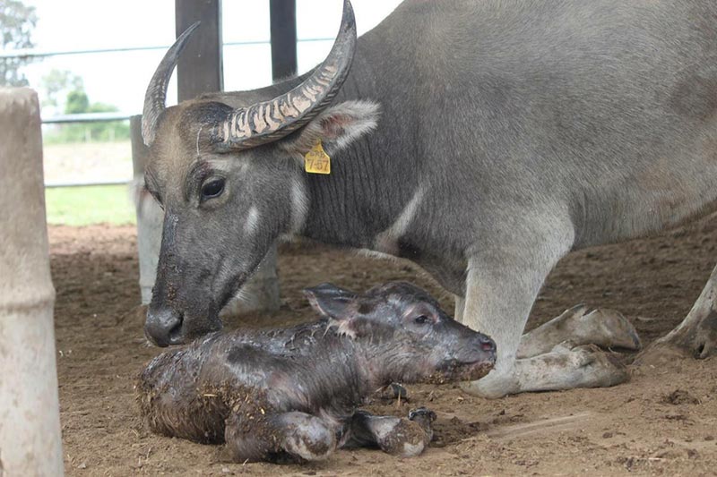 ลูกควายหลอดแก้ว