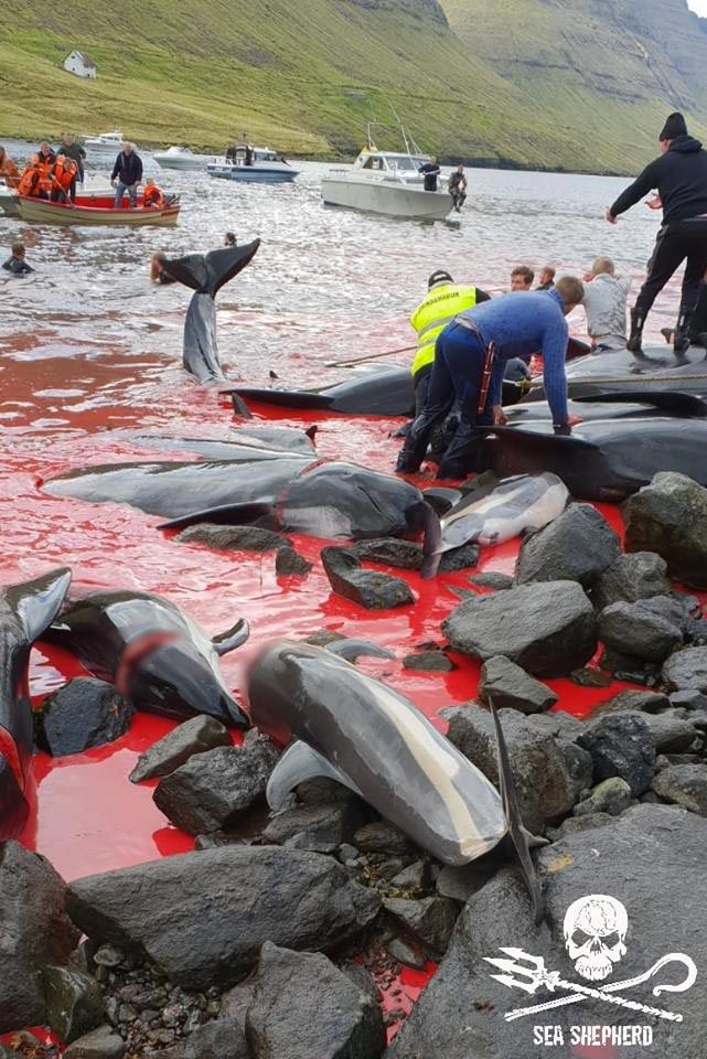 เทศกาลล่าวาฬ