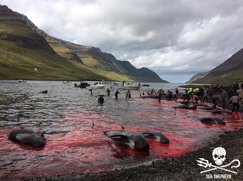 เทศกาลล่าวาฬ