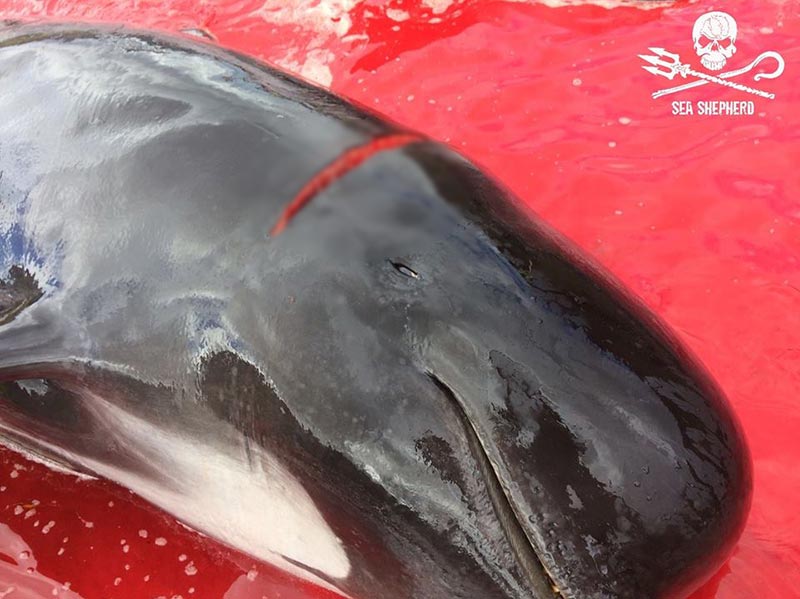 เทศกาลล่าวาฬ