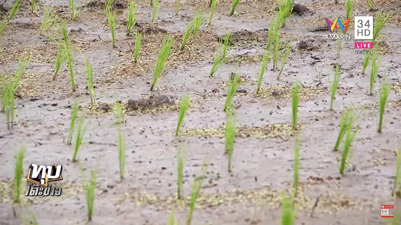 เกษตรพอเพียง