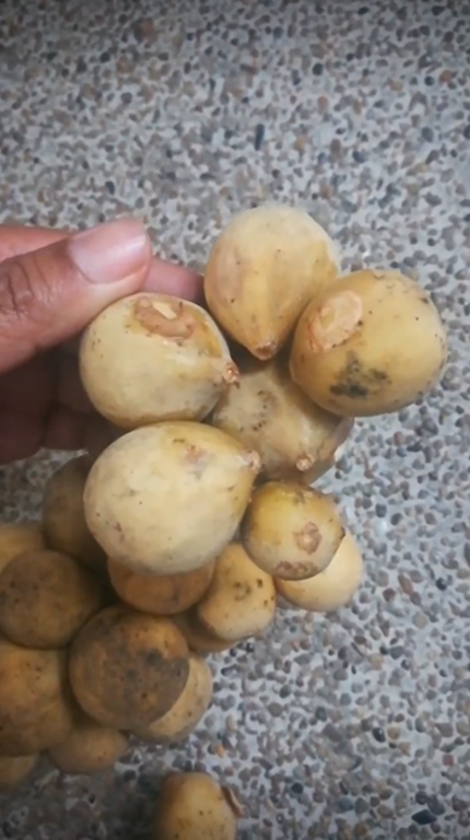 ติดกาวลองกอง