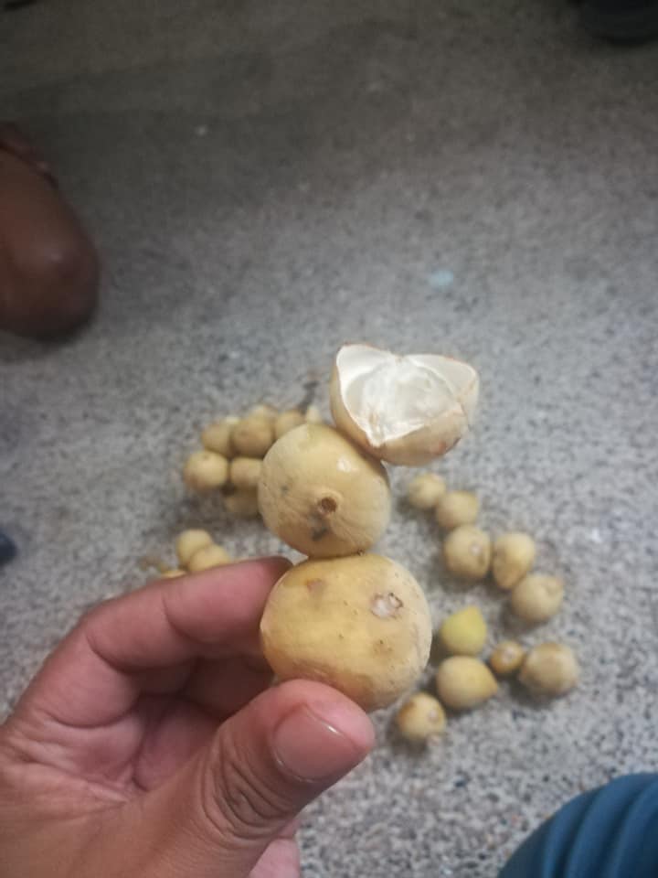 ติดกาวลองกอง