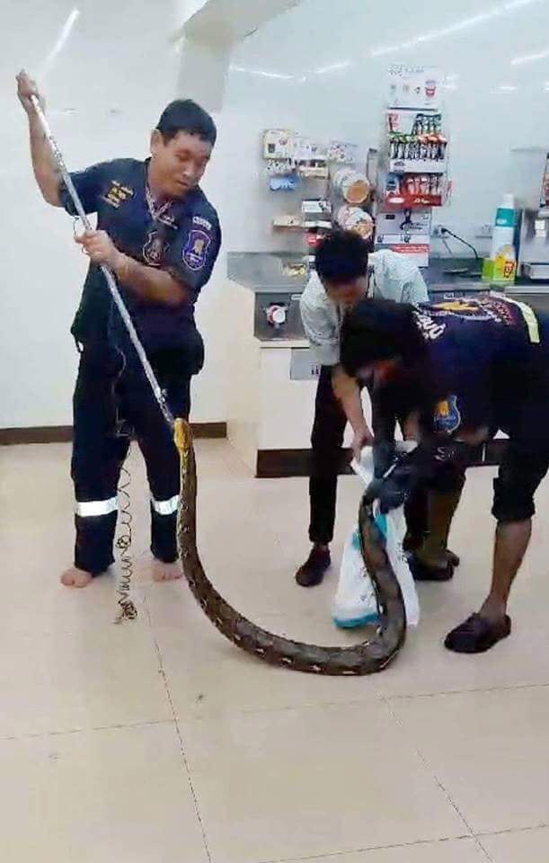 กู้ภัยจับงู