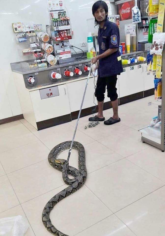 กู้ภัยจับงู