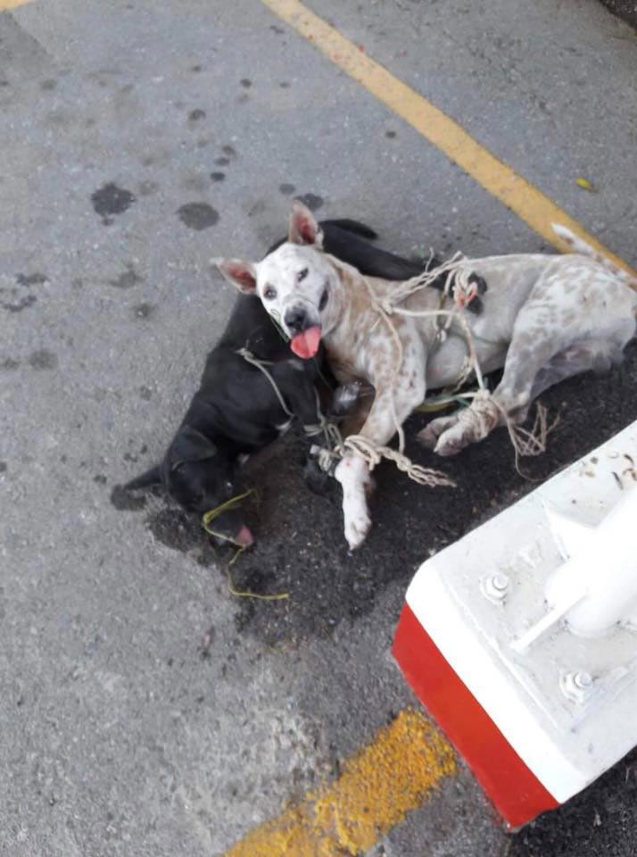 ทรมานหมา