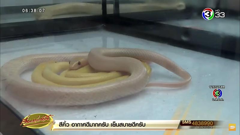 งูปล้องฉนวนสร้อยเหลืองเผือก