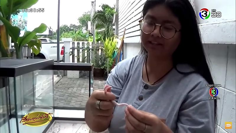 งูปล้องฉนวนสร้อยเหลืองเผือก