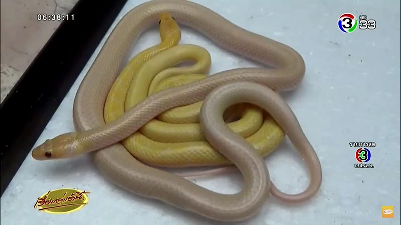 งูปล้องฉนวนสร้อยเหลืองเผือก