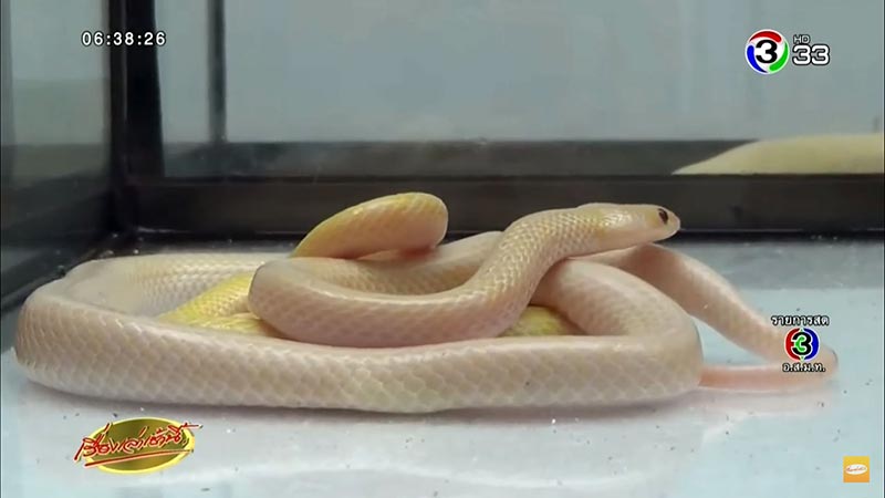 งูปล้องฉนวนสร้อยเหลืองเผือก