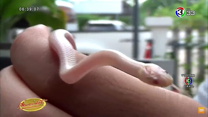 งูปล้องฉนวนสร้อยเหลืองเผือก