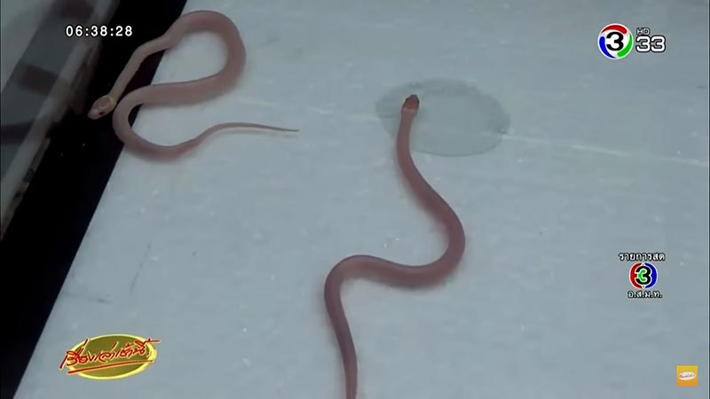 งูปล้องฉนวนสร้อยเหลืองเผือก