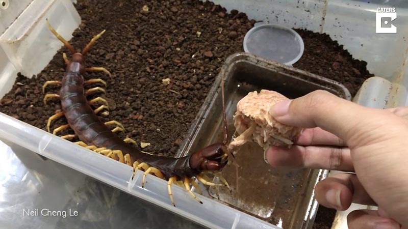 เลี้ยงตะขาบยักษ์