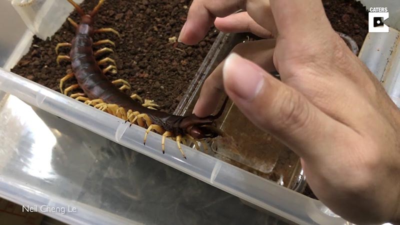 เลี้ยงตะขาบยักษ์