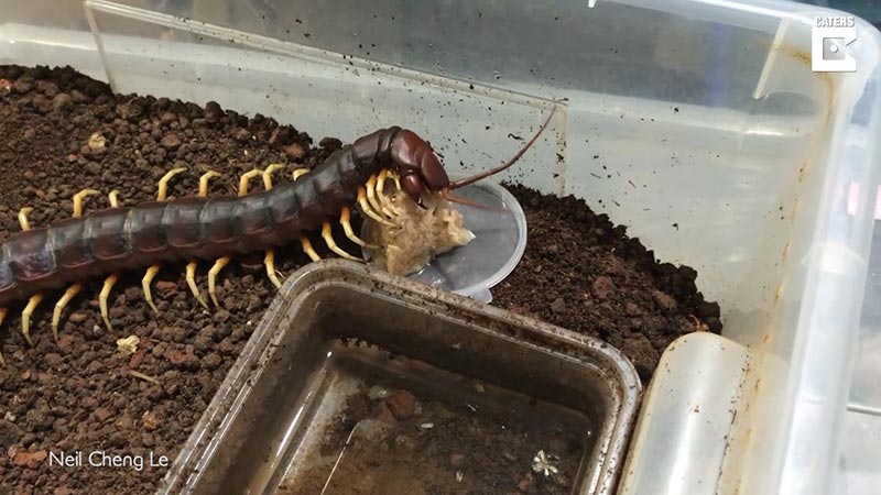 เลี้ยงตะขาบยักษ์