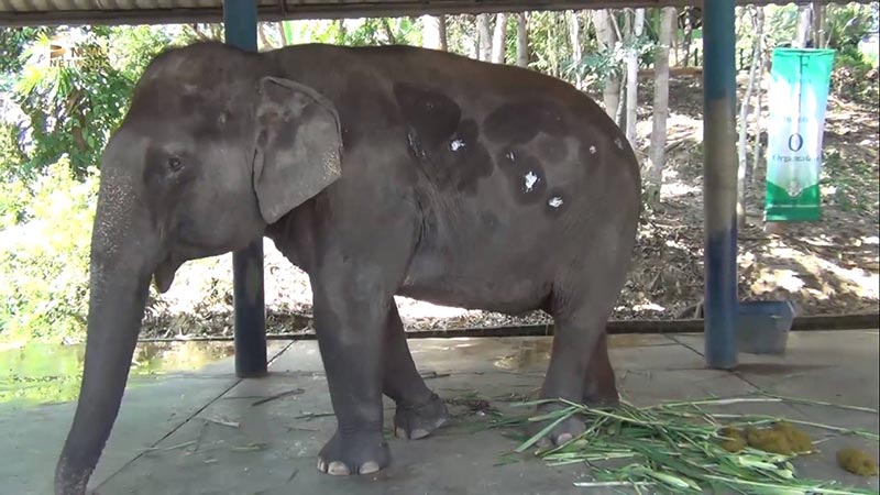 ช้างป่วยมะเร็ง