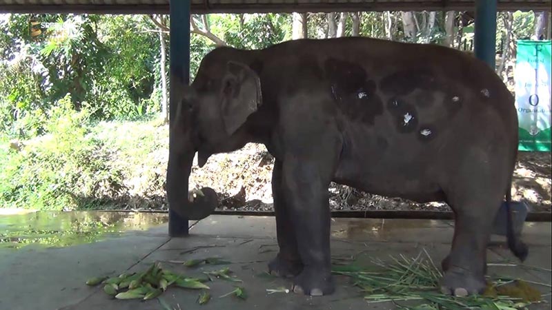 ช้างป่วยมะเร็ง